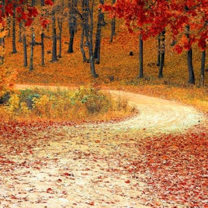 road with colorful fall trees and falling leaves